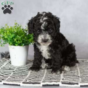 Abby, Miniature Poodle Puppy