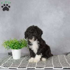 Amelia, Miniature Poodle Puppy