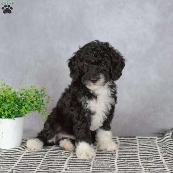 Amelia, Miniature Poodle Puppy