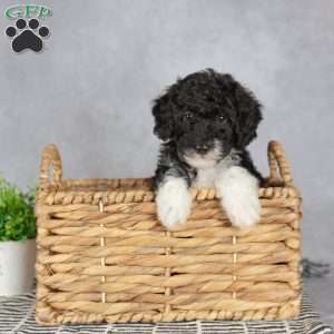 Amelia, Miniature Poodle Puppy