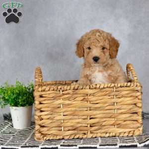 Asher, Miniature Poodle Puppy