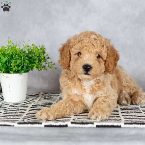 Asher, Miniature Poodle Puppy