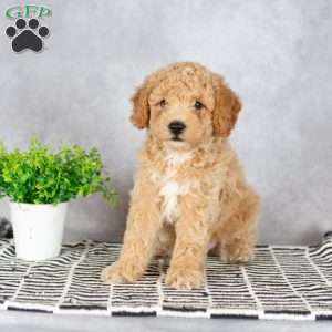 Asher, Miniature Poodle Puppy