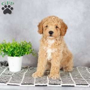 Asher, Miniature Poodle Puppy