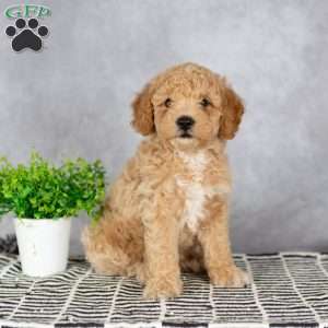 Asher, Miniature Poodle Puppy