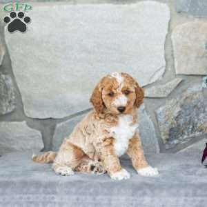 Handsome, Bich-Poo Puppy