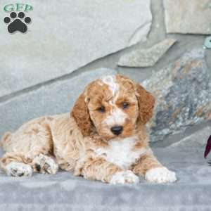 Handsome, Bich-Poo Puppy