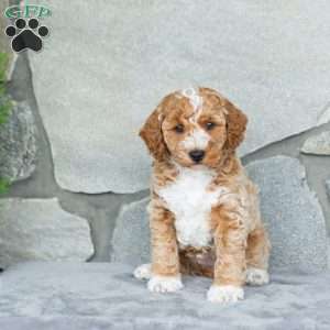 Handsome, Bich-Poo Puppy