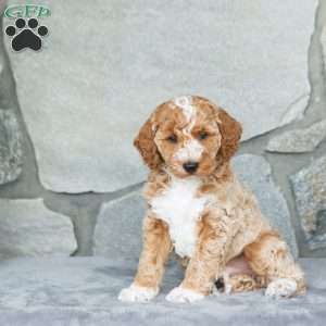 Handsome, Bich-Poo Puppy