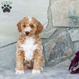Handsome, Bich-Poo Puppy