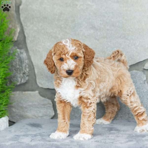 Handsome, Bich-Poo Puppy