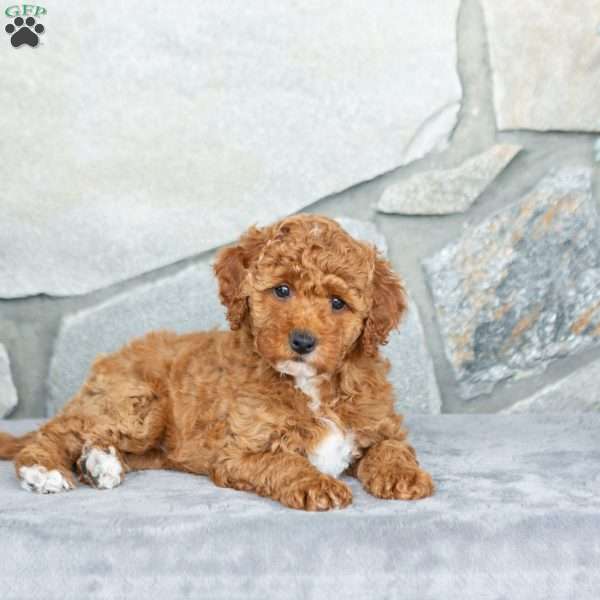Happy, Bich-Poo Puppy