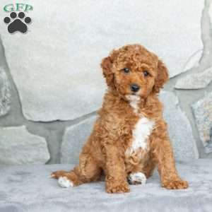 Happy, Bich-Poo Puppy