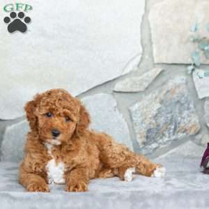Happy, Bich-Poo Puppy