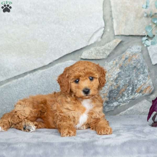 Heidi, Bich-Poo Puppy