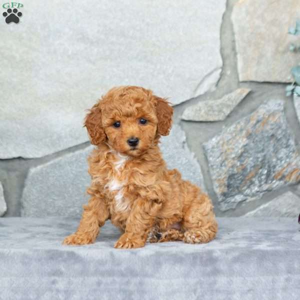 Hilda, Bich-Poo Puppy