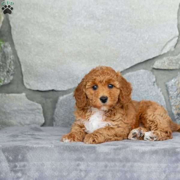 Hazel, Bich-Poo Puppy