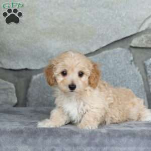 Ian, Maltipoo Puppy