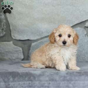 Ian, Maltipoo Puppy