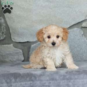Ian, Maltipoo Puppy