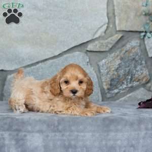 Isaac, Maltipoo Puppy