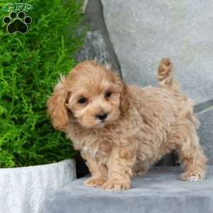 Isaac, Maltipoo Puppy