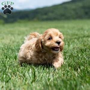 Isaac, Maltipoo Puppy
