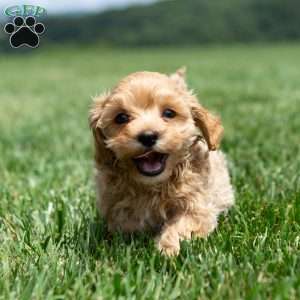 Isaac, Maltipoo Puppy