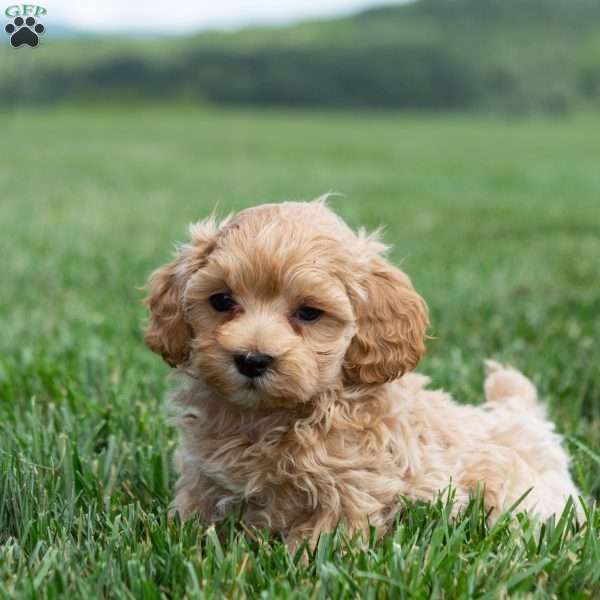 Isaac, Maltipoo Puppy