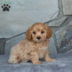 Isaac, Maltipoo Puppy
