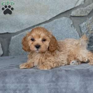 Isaac, Maltipoo Puppy