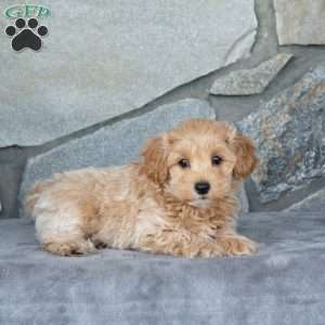 Isaiah, Maltipoo Puppy