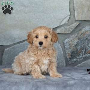 Isaiah, Maltipoo Puppy