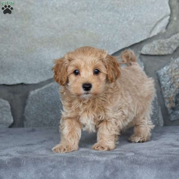 Isaiah, Maltipoo Puppy