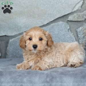 Isaiah, Maltipoo Puppy