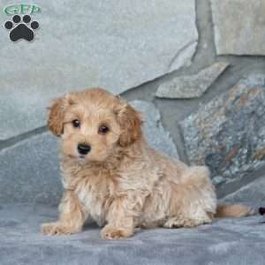 Isaiah, Maltipoo Puppy