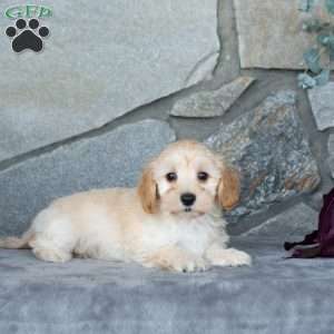 Ivan, Maltipoo Puppy