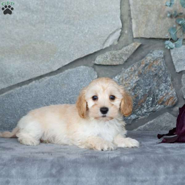 Ivan, Maltipoo Puppy