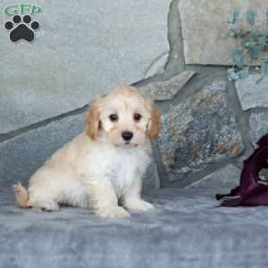 Ivan, Maltipoo Puppy
