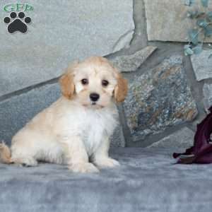 Ivan, Maltipoo Puppy