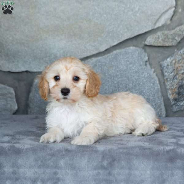 Ivan, Maltipoo Puppy