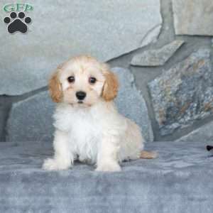 Ivan, Maltipoo Puppy