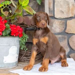 Soldier, Doberman Pinscher Puppy