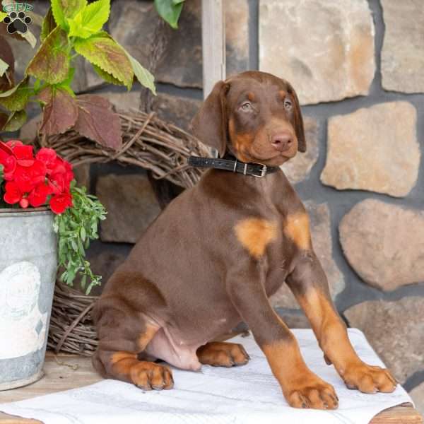 Soldier, Doberman Pinscher Puppy
