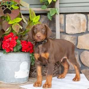 Soldier, Doberman Pinscher Puppy