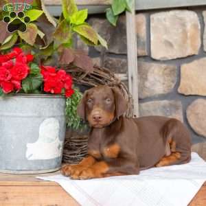 Soldier, Doberman Pinscher Puppy