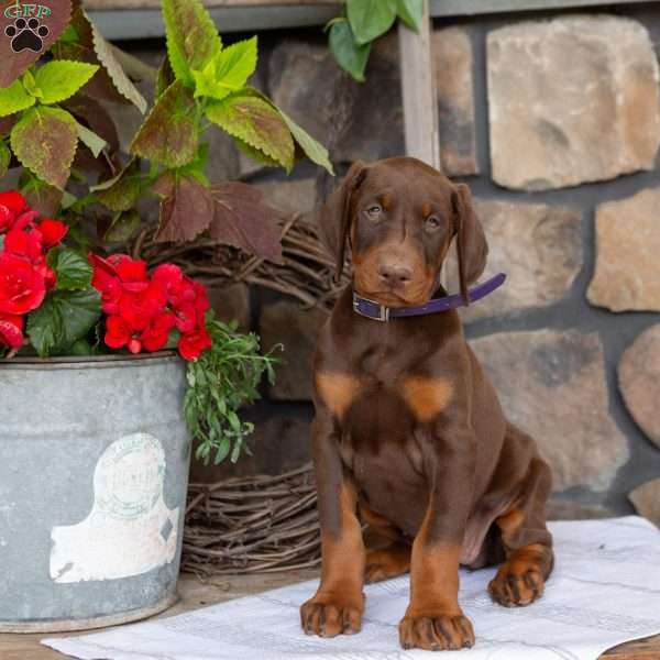 Sasha, Doberman Pinscher Puppy