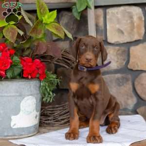 Sasha, Doberman Pinscher Puppy