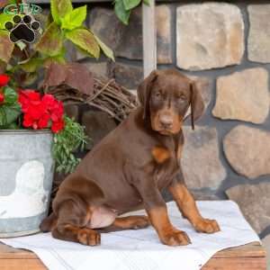 Sasha, Doberman Pinscher Puppy