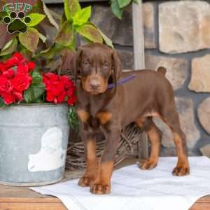Sasha, Doberman Pinscher Puppy